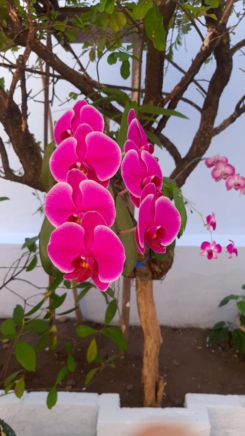 Hostel Salvador Orquideas מראה חיצוני תמונה